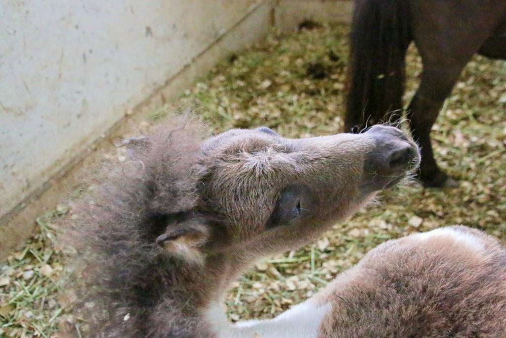 Cannoli expresses pleasure from a back rub. (Julie June Stewart photo)